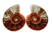 ammonites $80pr 3.5x3.5x.58